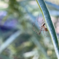 Tetragnatha sp. (genus) at Ainslie, ACT - 10 May 2023