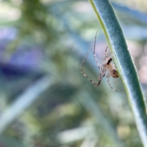 Tetragnatha sp. (genus) at Ainslie, ACT - 10 May 2023