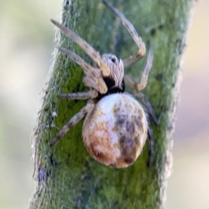 Salsa fuliginata at Ainslie, ACT - 10 May 2023 02:27 PM