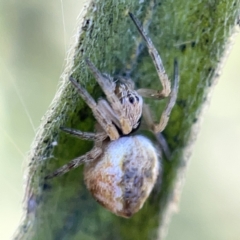 Salsa fuliginata at Ainslie, ACT - 10 May 2023 02:27 PM