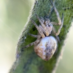 Salsa fuliginata at Ainslie, ACT - 10 May 2023 02:27 PM