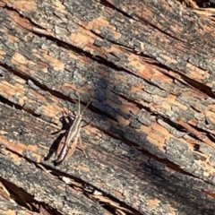 Phaulacridium vittatum (Wingless Grasshopper) at Ainslie, ACT - 10 May 2023 by Hejor1