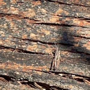 Phaulacridium vittatum at Ainslie, ACT - 10 May 2023