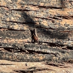 Phaulacridium vittatum at Ainslie, ACT - 10 May 2023