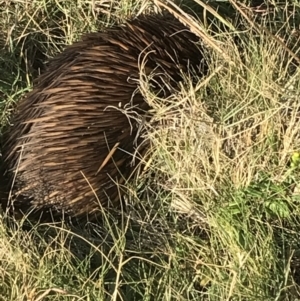 Tachyglossus aculeatus at Evans Head, NSW - 10 May 2023 03:32 PM