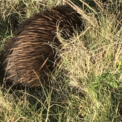Tachyglossus aculeatus (Short-beaked Echidna) at Evans Head, NSW - 10 May 2023 by AliClaw