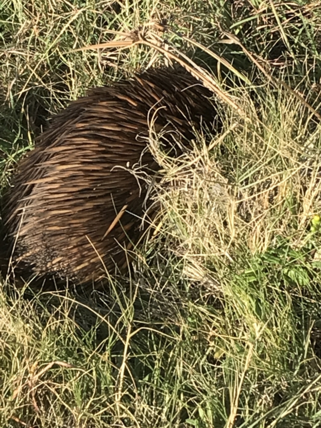 Tachyglossus aculeatus at Evans Head, NSW - 10 May 2023