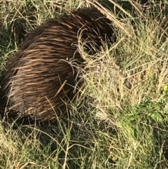 Tachyglossus aculeatus (Short-beaked Echidna) at Evans Head, NSW - 10 May 2023 by AliClaw