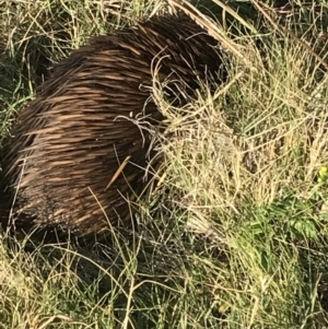 Tachyglossus aculeatus (Short-beaked Echidna) at Evans Head, NSW by AliClaw