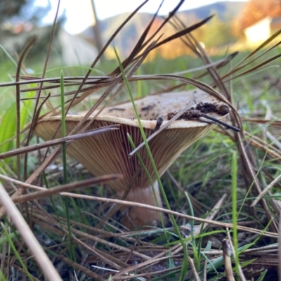 Unidentified Cap on a stem; gills below cap [mushrooms or mushroom-like] at Alpine Shire - 10 May 2023 by jksmits