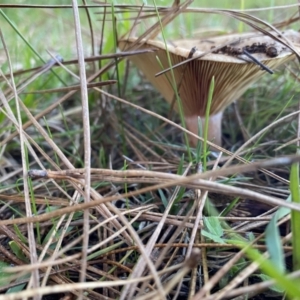 Lactarius s.l. at suppressed - 10 May 2023