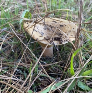 Lactarius s.l. at suppressed - 10 May 2023