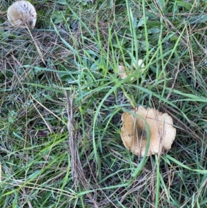 Lactarius s.l. at suppressed - 10 May 2023