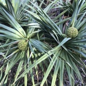 Pandanus tectorius at Evans Head, NSW - 10 May 2023 03:48 PM