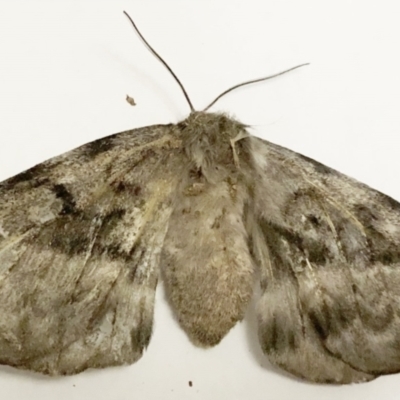 Chelepteryx collesi (White-stemmed Gum Moth) at Hughes, ACT - 10 May 2023 by ruthkerruish