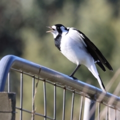 Grallina cyanoleuca (Magpie-lark) at Wodonga, VIC - 10 May 2023 by KylieWaldon