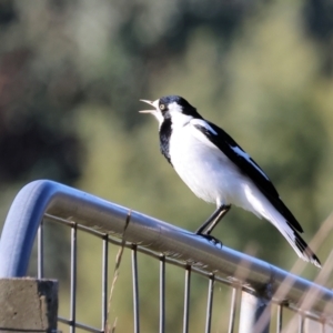 Grallina cyanoleuca at Wodonga, VIC - 10 May 2023 10:13 AM