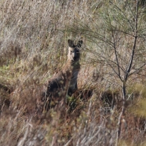 Macropus giganteus at Wodonga, VIC - 10 May 2023 11:12 AM