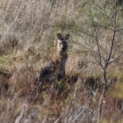 Macropus giganteus (Eastern Grey Kangaroo) at Wodonga, VIC - 10 May 2023 by KylieWaldon
