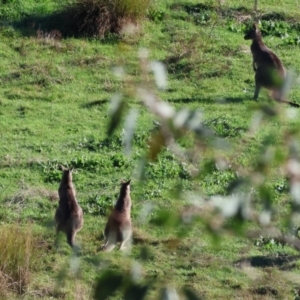 Macropus giganteus at Wodonga, VIC - 10 May 2023 11:12 AM