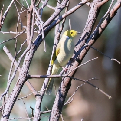 Ptilotula penicillata (White-plumed Honeyeater) at WREN Reserves - 10 May 2023 by KylieWaldon