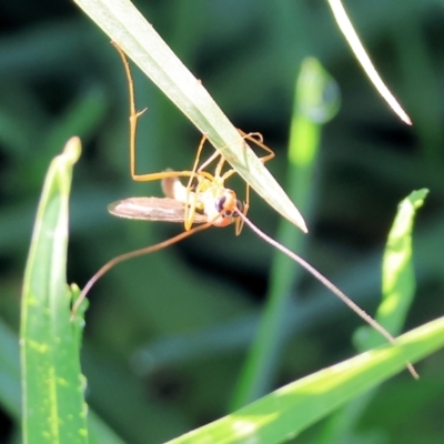 Unidentified Scorpionfly and Hangingfly (Mecoptera) at Wodonga, VIC - 10 May 2023 by KylieWaldon