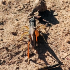 Phaulacridium vittatum (Wingless Grasshopper) at WREN Reserves - 10 May 2023 by KylieWaldon