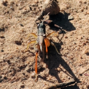 Phaulacridium vittatum at Wodonga, VIC - 10 May 2023 10:47 AM