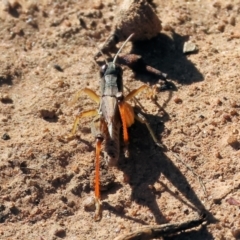 Phaulacridium vittatum (Wingless Grasshopper) at Wodonga, VIC - 10 May 2023 by KylieWaldon