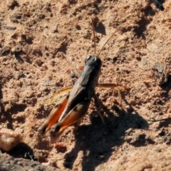 Phaulacridium vittatum at Wodonga, VIC - 10 May 2023 10:47 AM