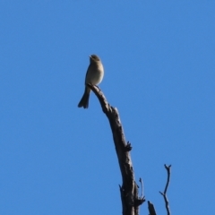 Ptilotula fusca at Wodonga, VIC - 10 May 2023