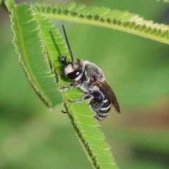 Lipotriches sp. (genus) (Halictid bee) at Wodonga, VIC - 10 May 2023 by KylieWaldon