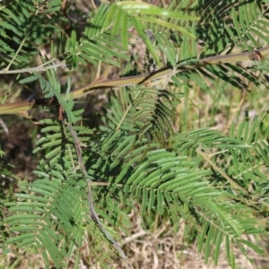 Acacia mearnsii at Wodonga, VIC - 10 May 2023