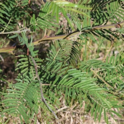 Acacia mearnsii (Black Wattle) at Wodonga, VIC - 10 May 2023 by KylieWaldon