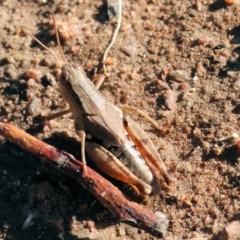 Phaulacridium vittatum (Wingless Grasshopper) at Wodonga - 10 May 2023 by KylieWaldon