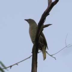 Ptilonorhynchus violaceus (Satin Bowerbird) at Wodonga - 6 May 2023 by KylieWaldon