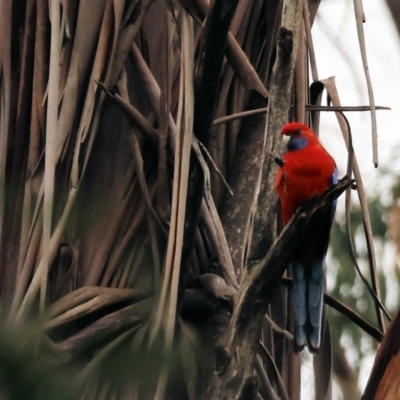 Platycercus elegans (Crimson Rosella) at Wodonga - 6 May 2023 by KylieWaldon