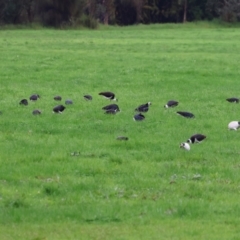 Threskiornis spinicollis (Straw-necked Ibis) at Wodonga - 6 May 2023 by KylieWaldon