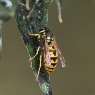 Vespula germanica (European wasp) at Wodonga - 6 May 2023 by KylieWaldon