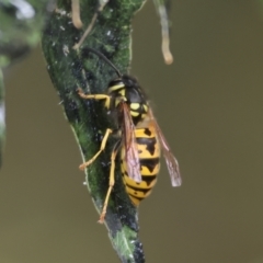 Vespula germanica (European wasp) at Wodonga, VIC - 6 May 2023 by KylieWaldon