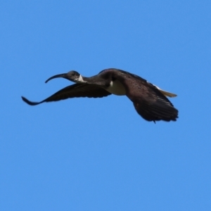 Threskiornis spinicollis at Wodonga, VIC - 10 May 2023