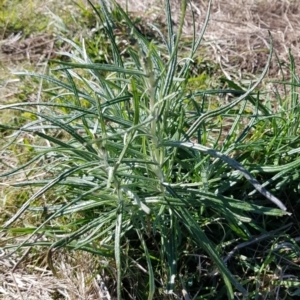 Senecio quadridentatus at Throsby, ACT - 10 May 2023