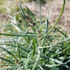 Senecio quadridentatus at Throsby, ACT - 10 May 2023