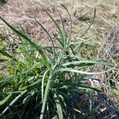 Senecio quadridentatus at Throsby, ACT - 10 May 2023