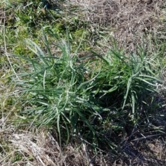 Senecio quadridentatus at Throsby, ACT - 10 May 2023