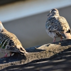 Phaps chalcoptera (Common Bronzewing) at Tahmoor, NSW - 10 May 2023 by Freebird