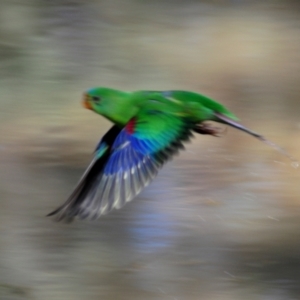 Lathamus discolor at Watson, ACT - 10 May 2023