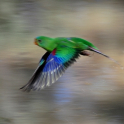 Lathamus discolor (Swift Parrot) at Watson Woodlands - 10 May 2023 by Harrisi