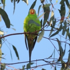 Lathamus discolor at Watson, ACT - 10 May 2023