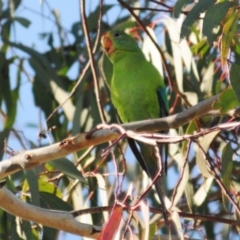 Lathamus discolor at Watson, ACT - 10 May 2023